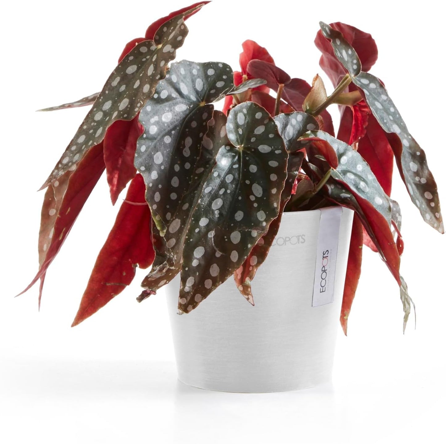 Ecopots Amsterdam Mini Durable Modern Round Recycled-Based Composite Flower Pot Planter, Pure White, 5"