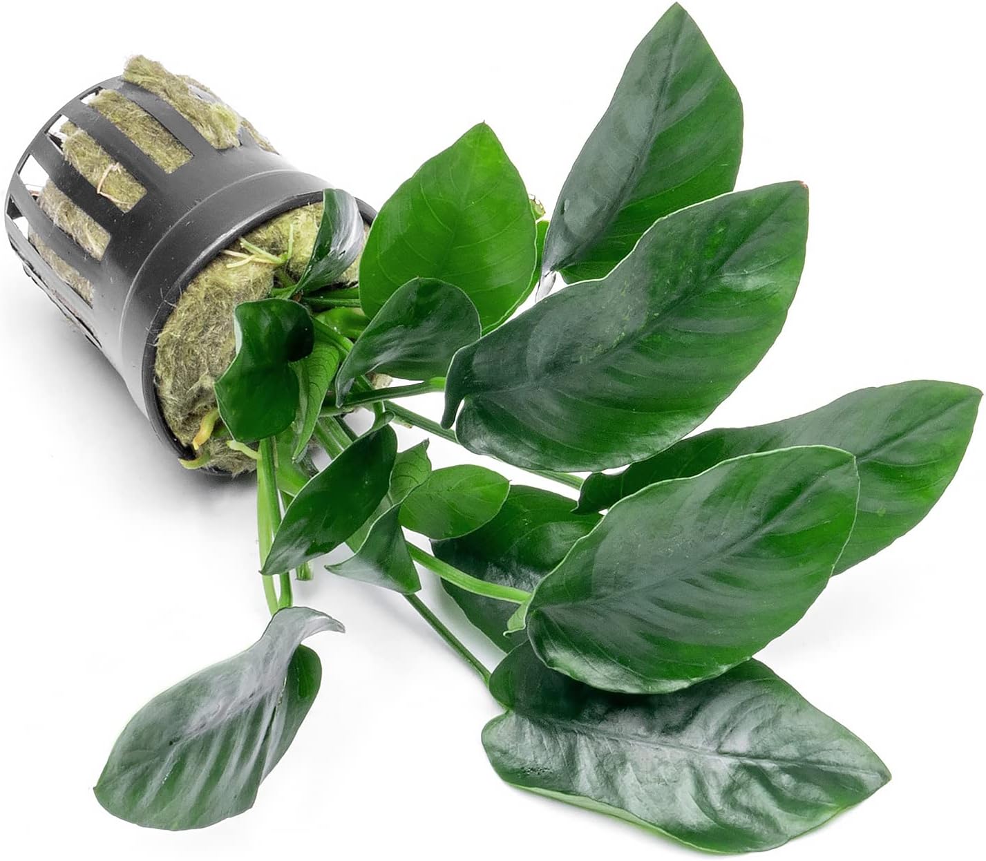 Anubias Live Aquarium Plants - Potted Freshwater Plant for Fish Tanks, Terrariums - Beginner Friendly Low Light (Nana, 3 Pots)