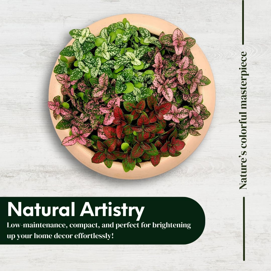 Polka Dot Plant (4-Pack) - Live Houseplants, Small Indoor Plants, Hypoestes White- Colorful, Air-Purifying House Plants