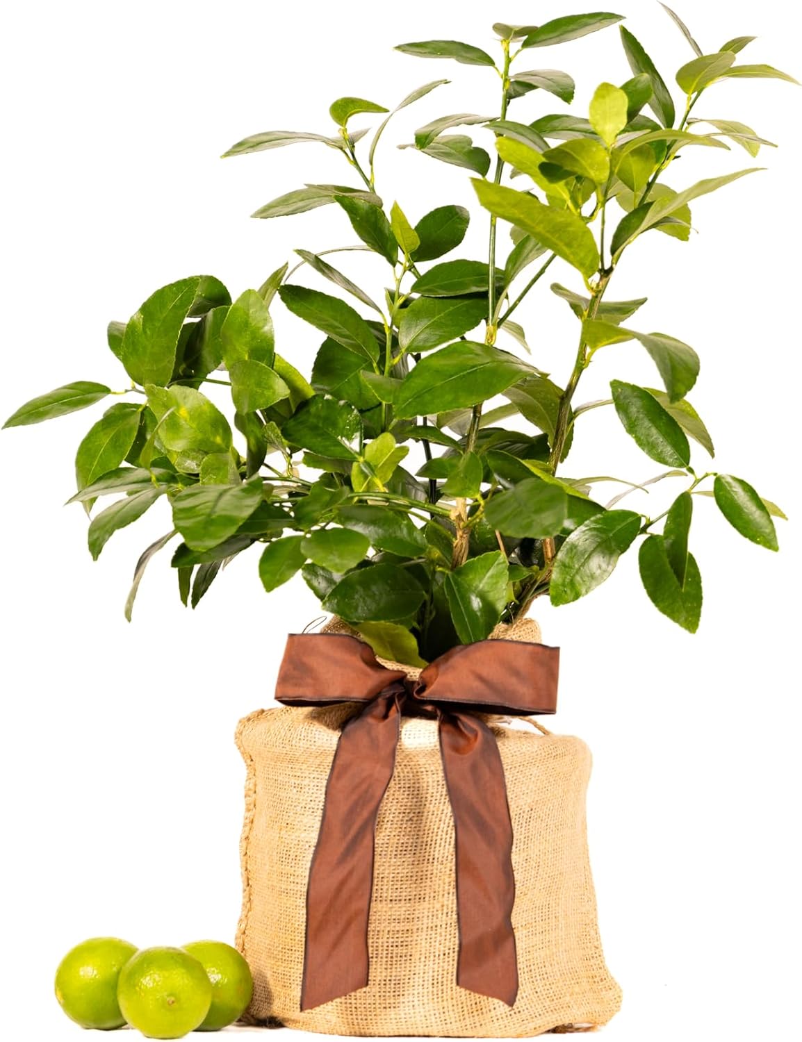 Father's Day Live Persian Lime Tree Gift, Dwarf Citrus Tree, Easy to Grow, Indoor/Outdoor, Unique Gift for Dad, Home Gardeners, by The Magnolia Company, Can't Ship to CA, AL, AZ, LA, TX