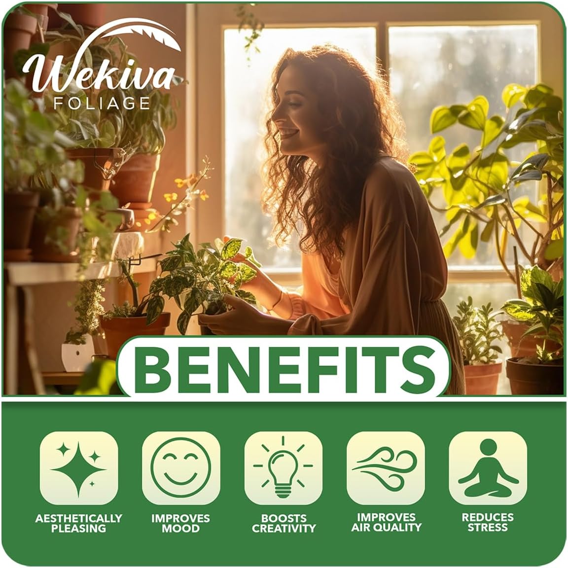 Juicy Pineapple Plant - 4 Live Starter Plants - Ananas Comosus - Edible and Fruit Bearing for Patio and Garden