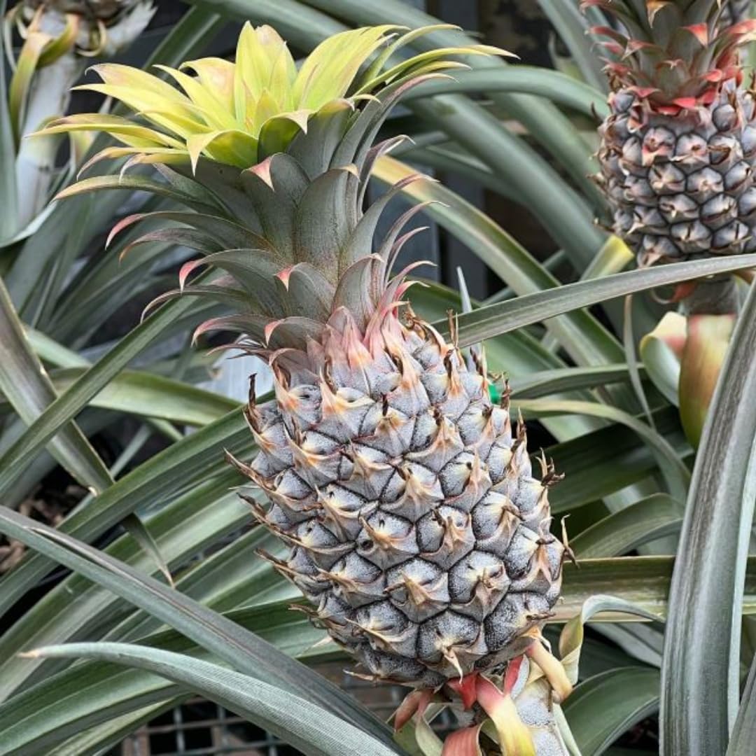 2 White Jade Pineapple Plants Live Bushes Shrubs Trees for Planting Outdoor, Fragrant and Sweet Pineapple, Tropical Fruit, 5 to 7 Inces Tall, No Pot