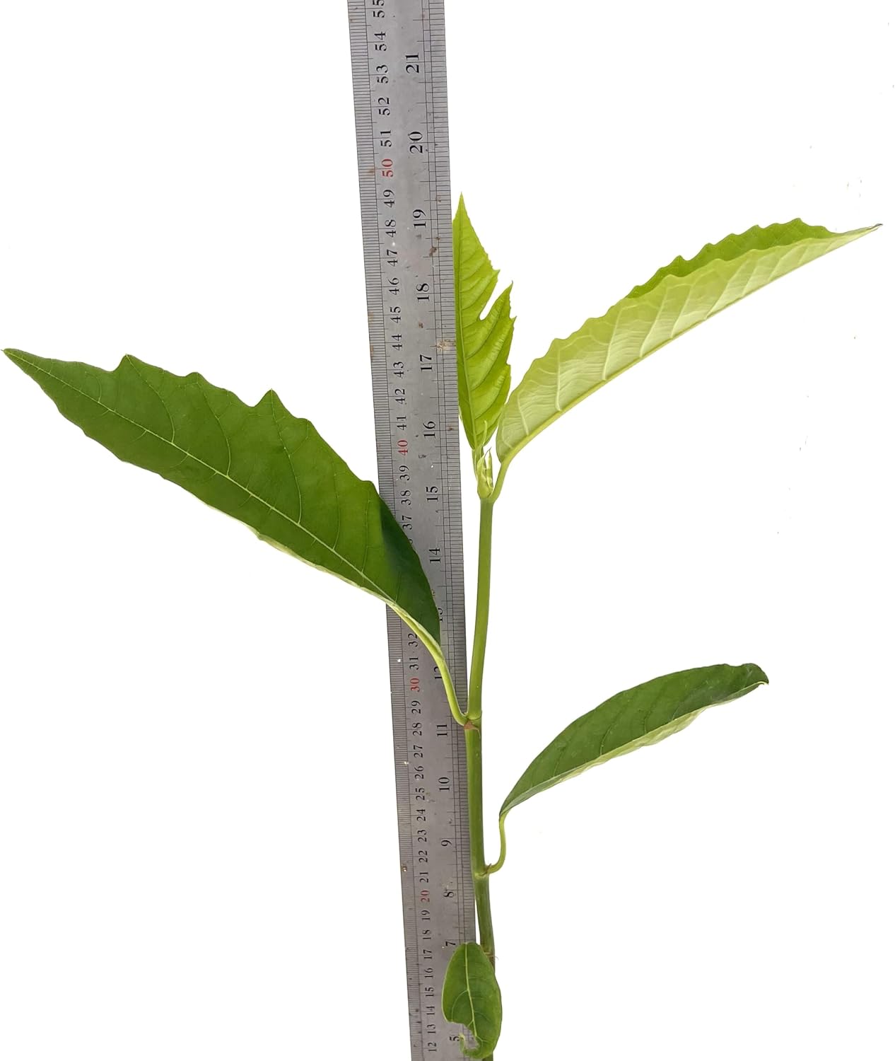 Breadfruit Tree - Live Big Fruit Tree 12"-24" Tropical Plantae