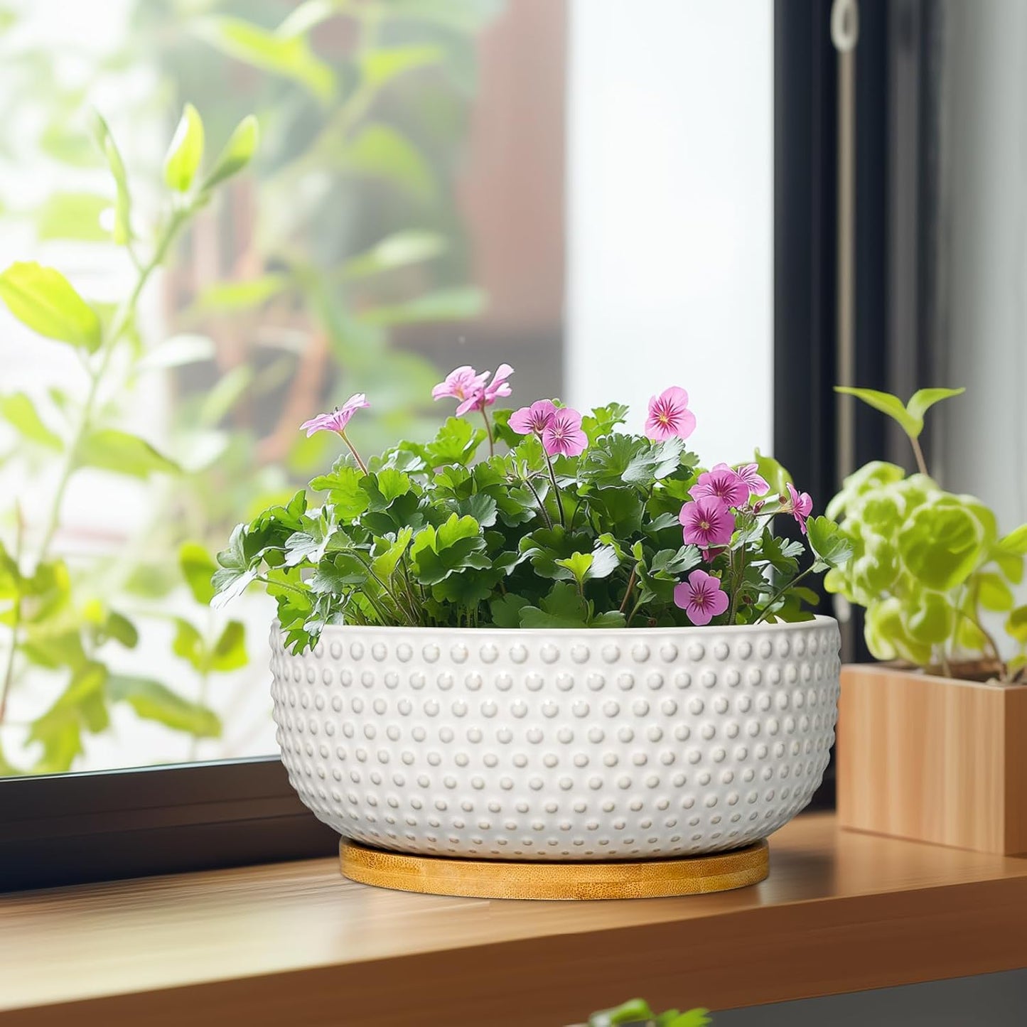 Succulent Pots 8 Inch - Ceramic Bonsai Planters for Indoor Plants, Plant Pot with Drainage Hole and Saucer, Shallow Round Flower Planter, Modern Room Decor, Gifts for Plant Lover, White