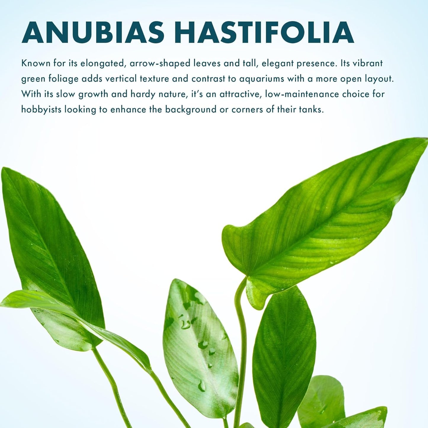 Live Plants – Anubias Hastifolia (Anubias hastifolia) – Low to Moderate Light, Medium to Dark Green Arrow-Shaped Leaves, Midground to Background Tank Placement - Pot, 3 Pack