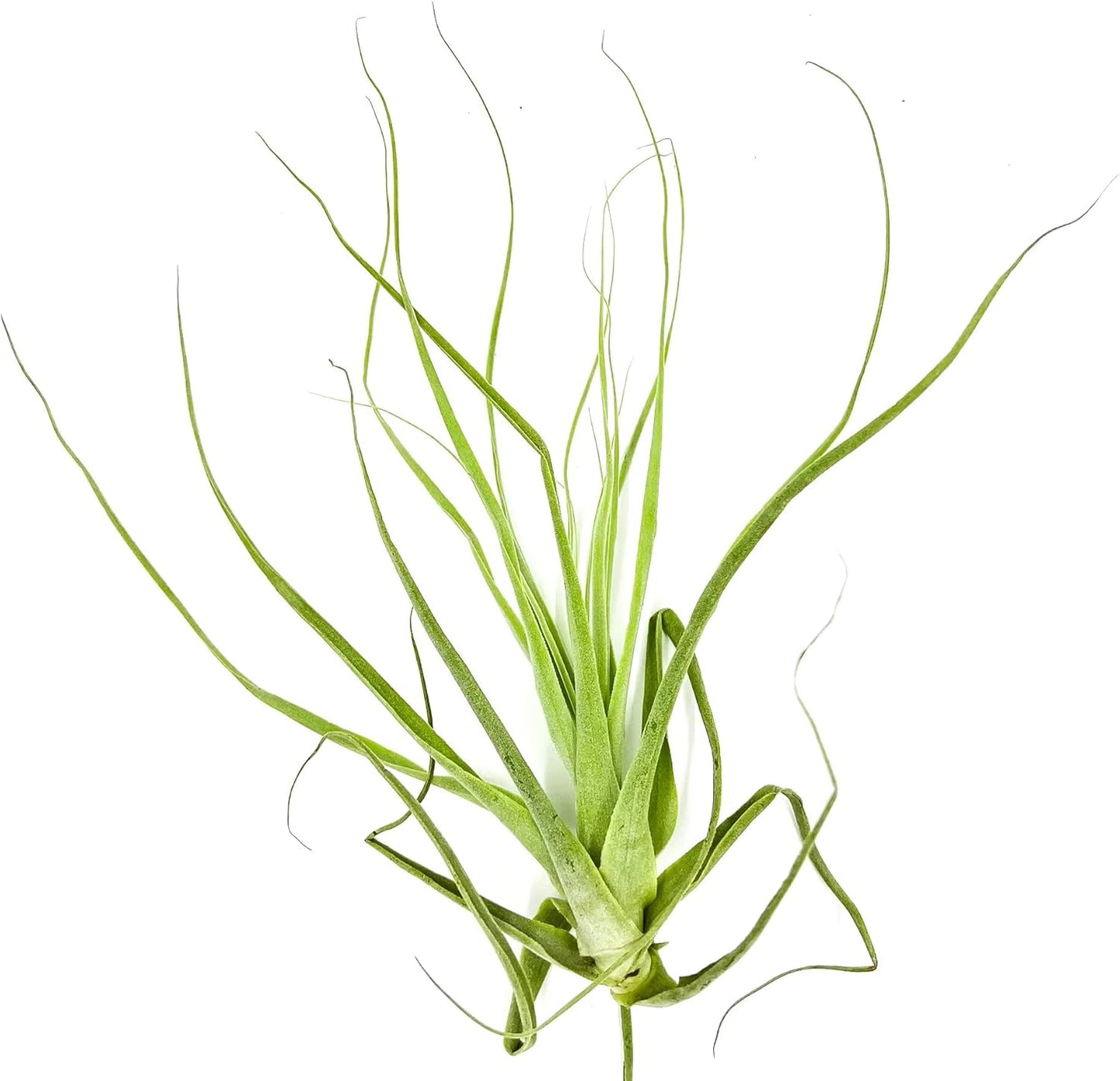 Air Plants - Tillandsia Straminea Jumbo 6-9" - 1ct - Live Arrival Guaranteed - House Plants for Home Decor & Gift