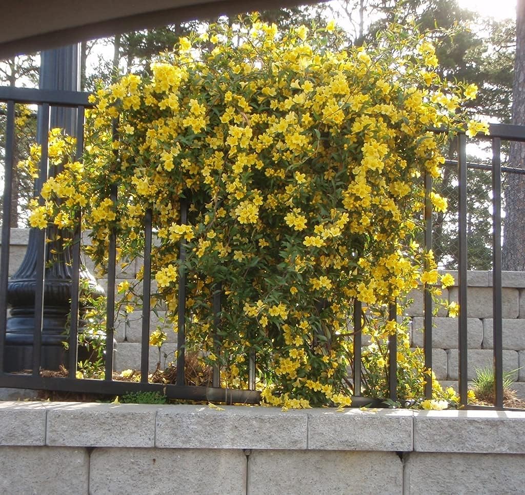 Carolina Jasmine | 1 Large Gallon Size Plant | Gelsemium Sempervirens | Fragrant Yellow Blooms, Evergreen Vine, Low Maintenance, Fast Growing, Climbing, Attracts Pollinators, Garden Trellis