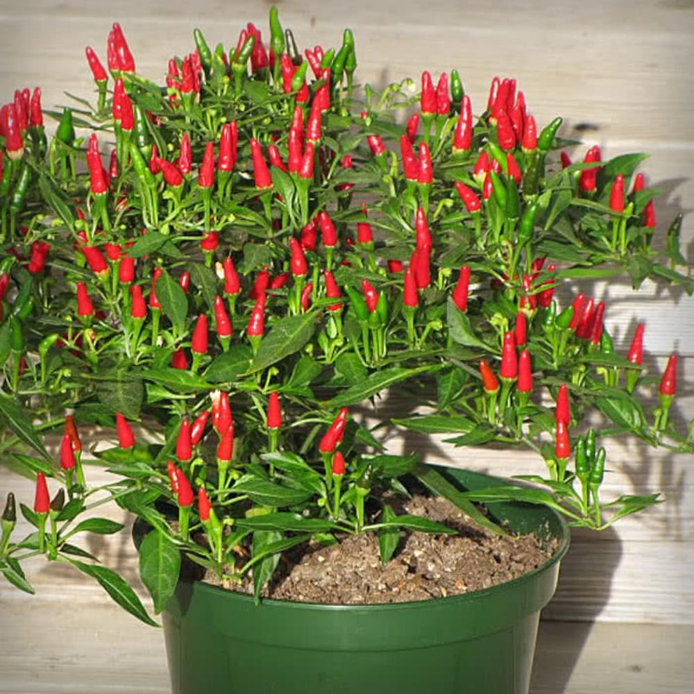 Red Bird Chile Pequin Pepper Live Plants, 100 Days Old Pepper Plant Well Rooted Seedlings, Hot Peppers for Year Round Harvesting