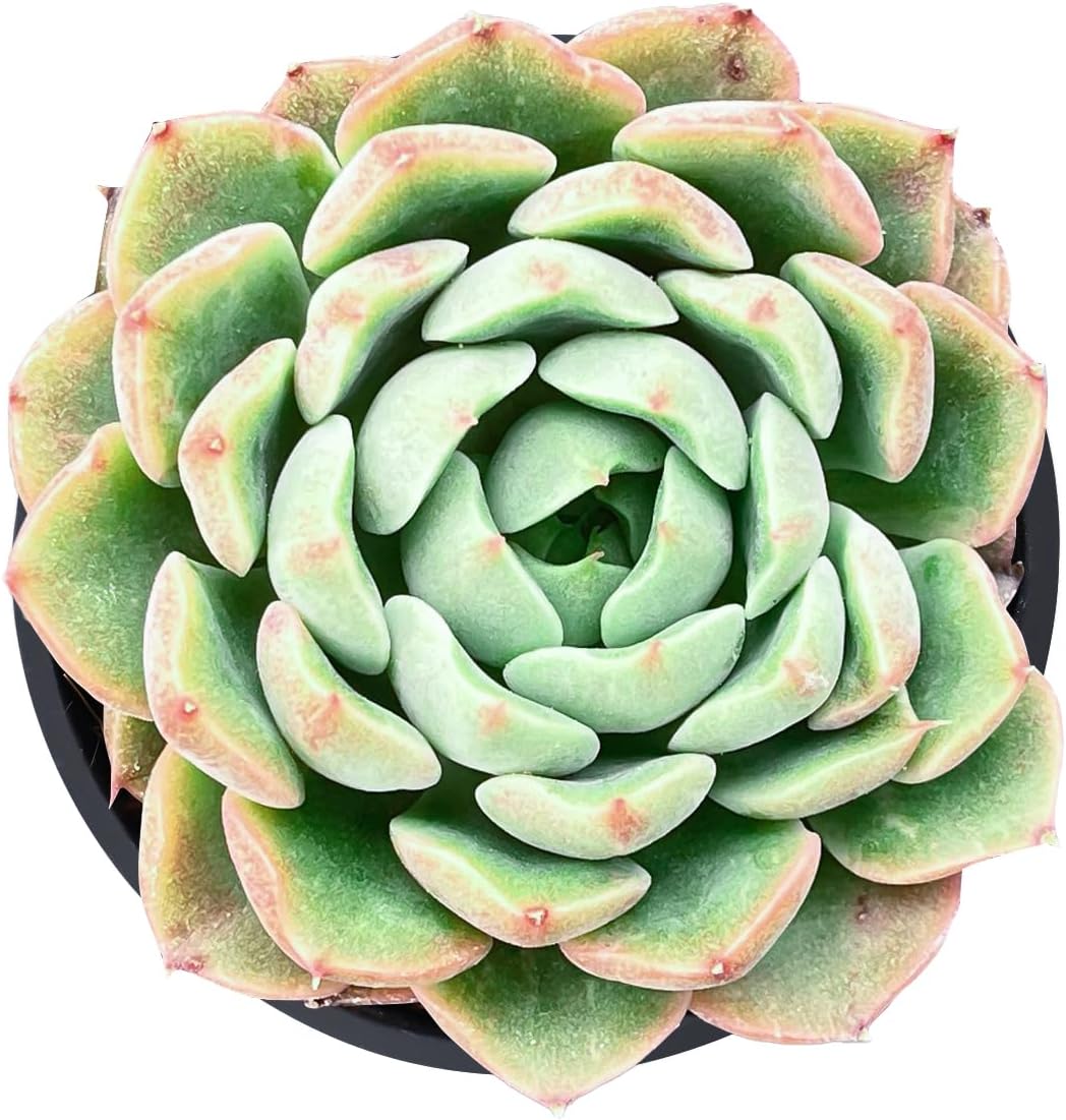 Live Succulent Echeveria Red Peach Variegated, Approx 2-inch Large, Potted Succulents, Fully Rooted, Easy Care House Plants