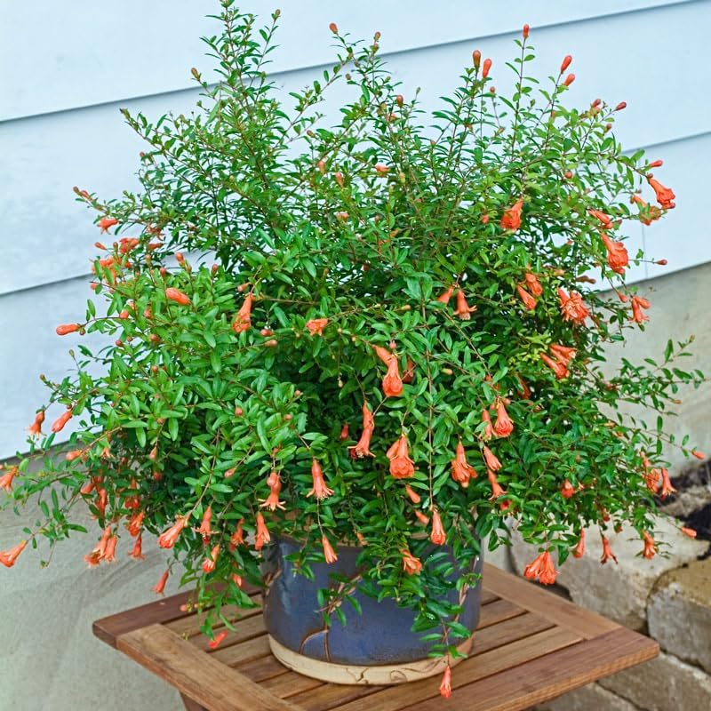 Live Dwarf Pomegranate Plant (Punica Granatum) - Compact, Ornamental Fruit Bearing Shrub, Indoor/Outdoor (4 pom-Dwarf Cups)