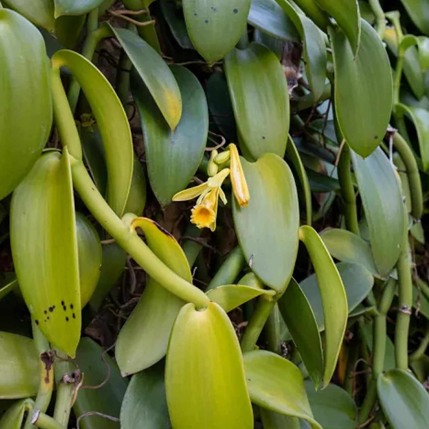Vanilla Bean Plant - 2 Live Starter Plants - Vanilla Planifolia - Exotic Vining Orchid for Home and Tropical Garden