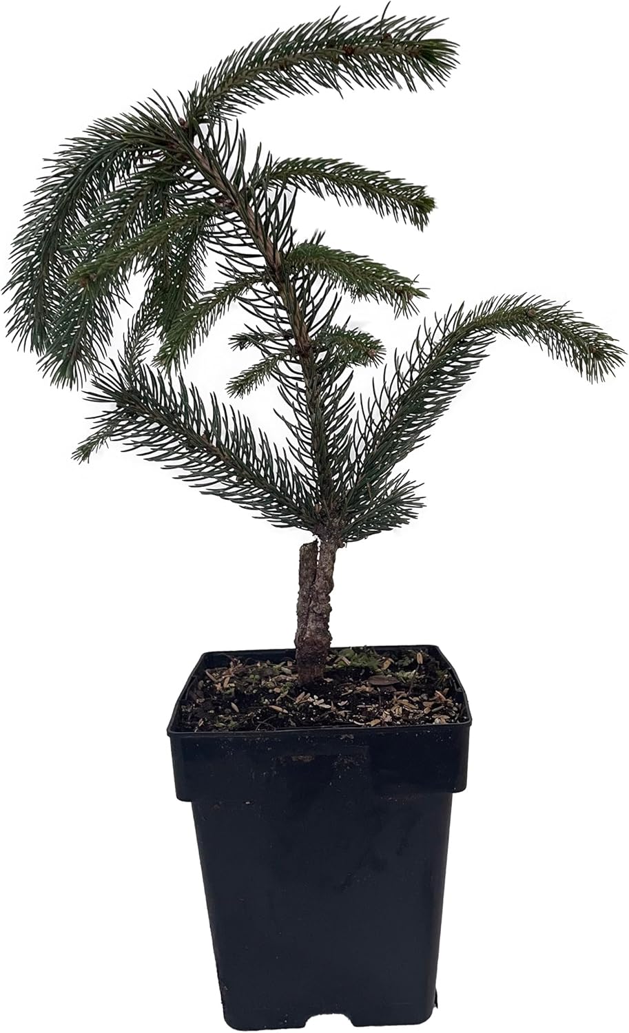Weeping White Spruce Tree - Picea glauca Pendula - 5.5" Pot