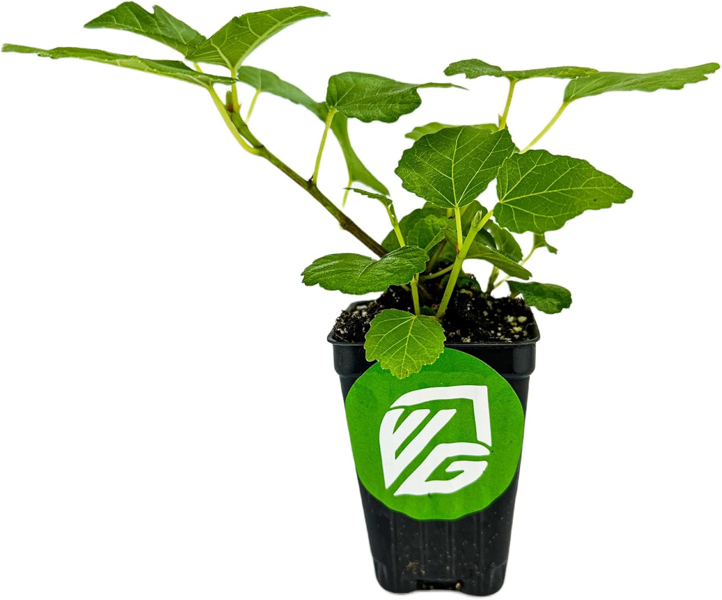 Kadota Fig Tree Live Plant - Ficus carica - Wellspring Gardens Starter Plant