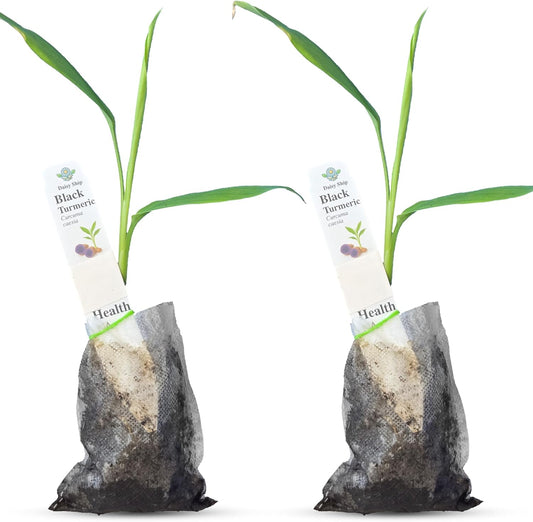 Premium Live Black Turmeric (Curcuma caesia) Plants - Rare Herbal Medicinal Plant, Perfect for Home Gardens (2 Black Turmeric Bags)