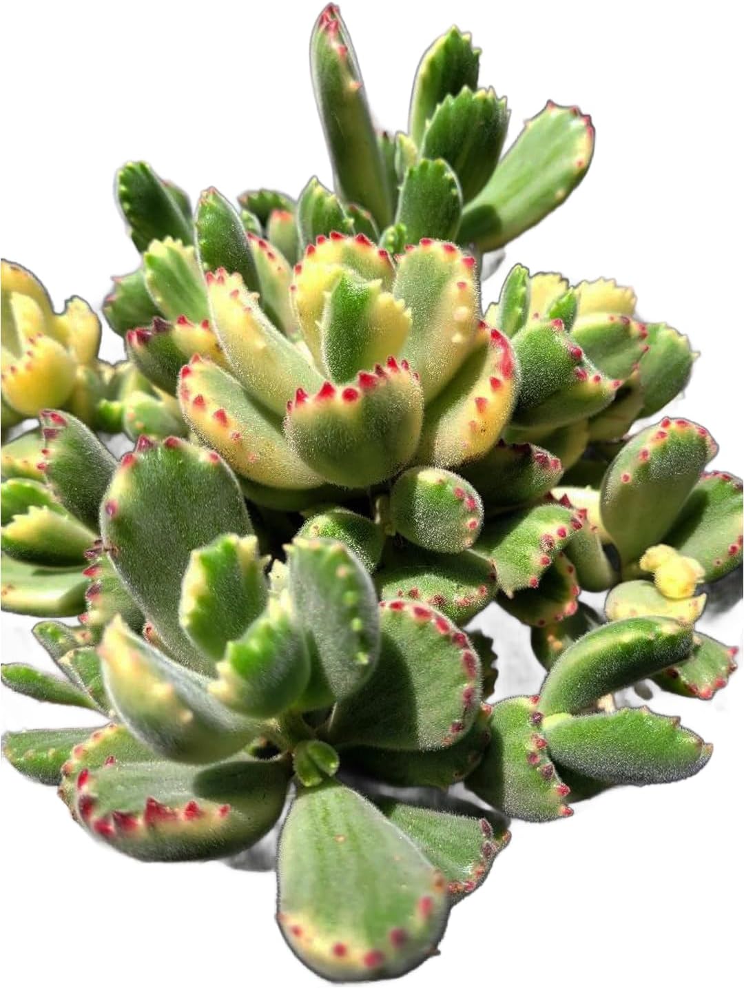 Live Succulent 4" Variegated Bear Paws Rooted in Pots with Soil Mix, Succulents Plants Live, Rare House Plant for Home Office Wedding Indoor Outdoor Decoration, DIY Projects by The Succulent Cult