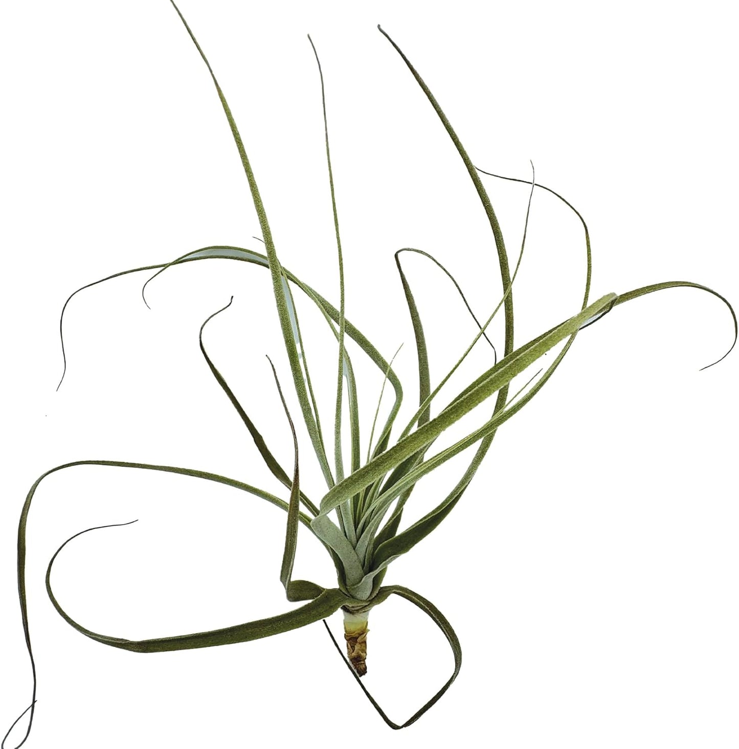 Air Plants - Tillandsia Straminea Jumbo 6-9" - 3ct - Live Arrival Guaranteed - House Plants for Home Decor & Gift