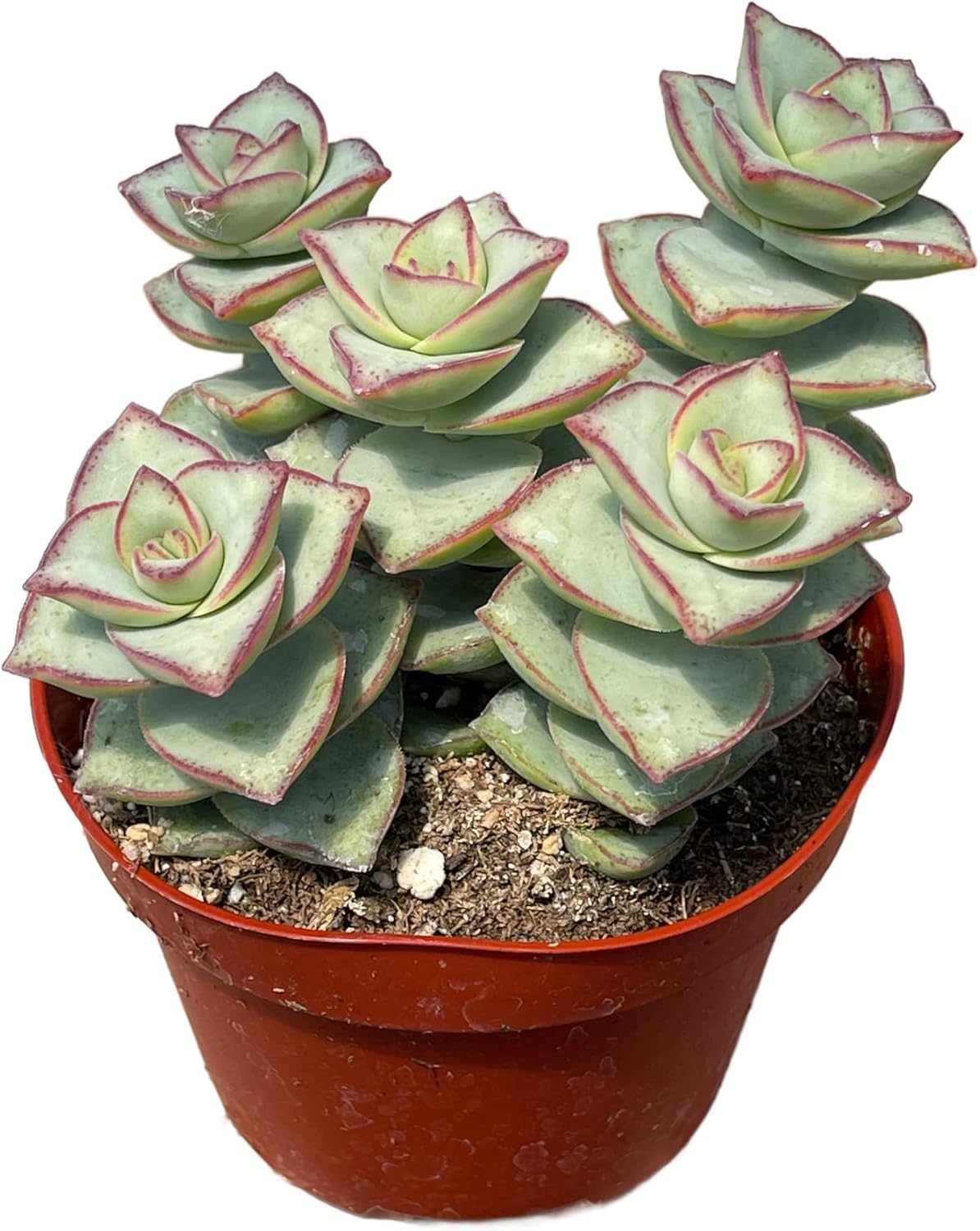 Live Succulent 4" Crassula Perforata Ivory Towers, Succulents Plants Live Fully Rooted House Plant for Home Office Decoration, DIY Projects by The Succulent Cult