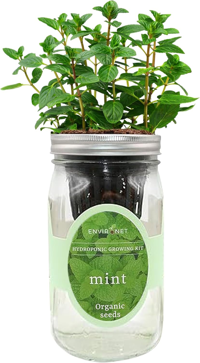 Hydroponic Herb Growing Kit, Self-Watering Mason Jar Herb Garden Starter Kit Indoor, Window Herbs Garden, Grow Your Own Herbs from Organic Seeds (Mint)