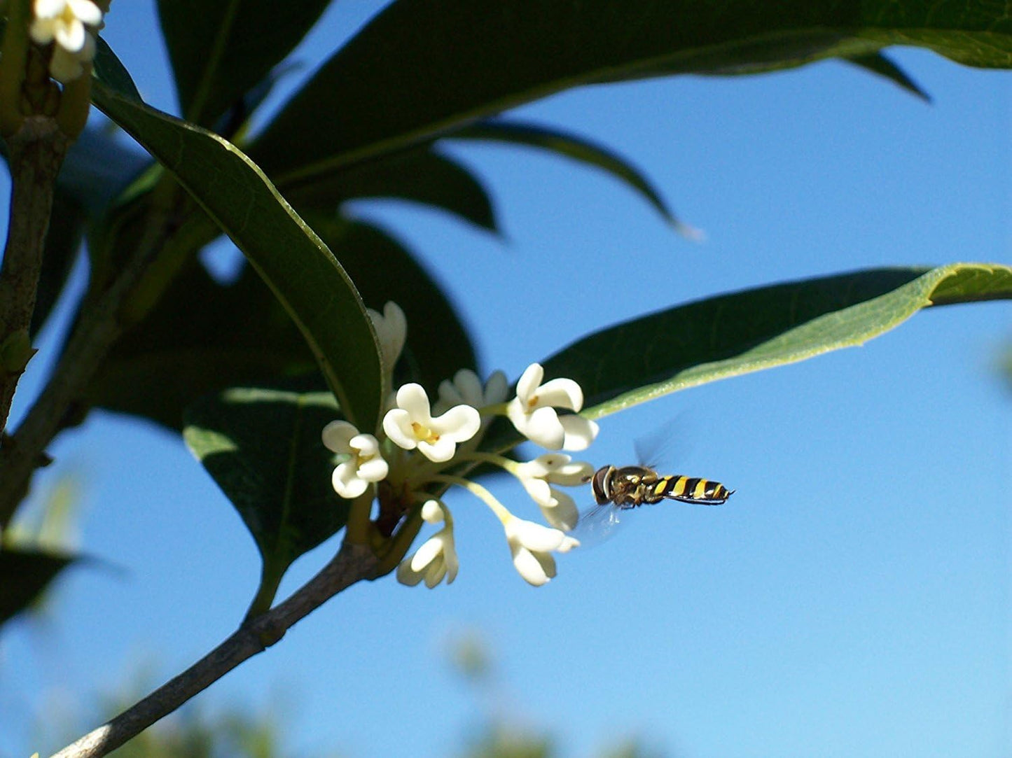 PERFECT PLANTS Tea Olive 1 gallon