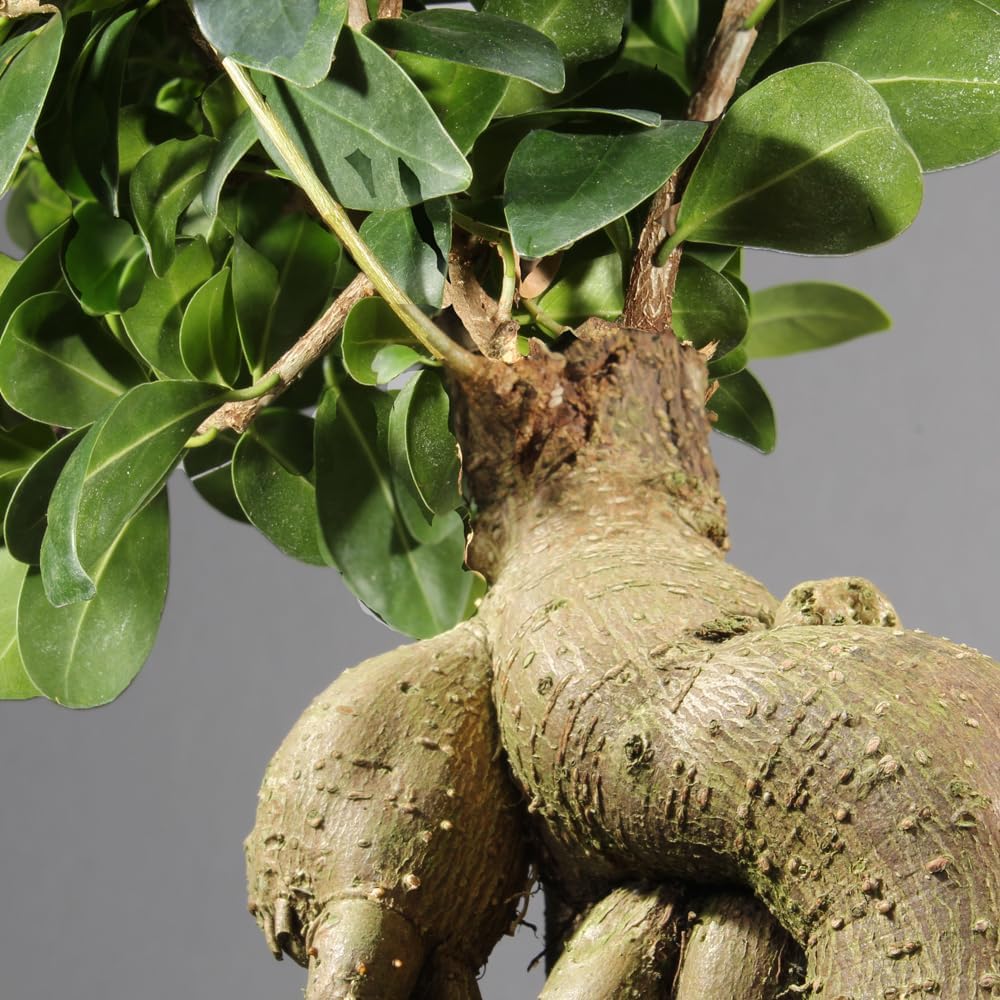 Brussel's Bonsai Live Ginseng Grafted Ficus Bonsai Tree Kit - Small Indoor Bonsai Ficus Tree - Bonsai Kit with Ceramic Bonsai Pot and Bonsai Soil