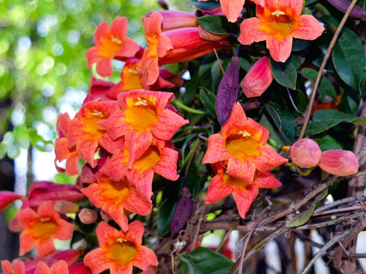 Greenwood Nursery: Live Perennial Plants - Tangerine Beauty Vine + Bignonia Capreolata - [Qty: 3X Pint Pots] - (Click for Other Available Plants/Quantities)