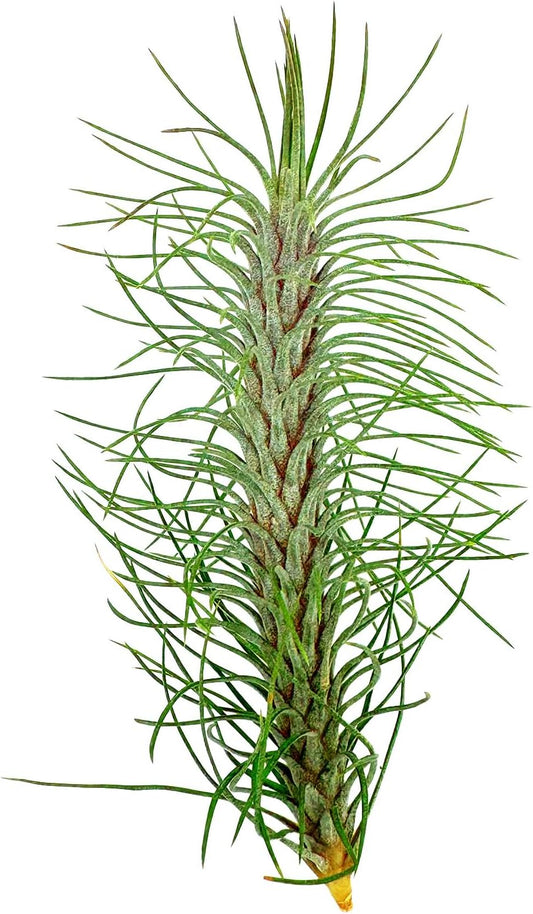 Air Plants - Colombian Tillandsia Funckiana, Large 5" - 1ct - Live Arrival Guaranteed - House Plants for Home Decor & Gift