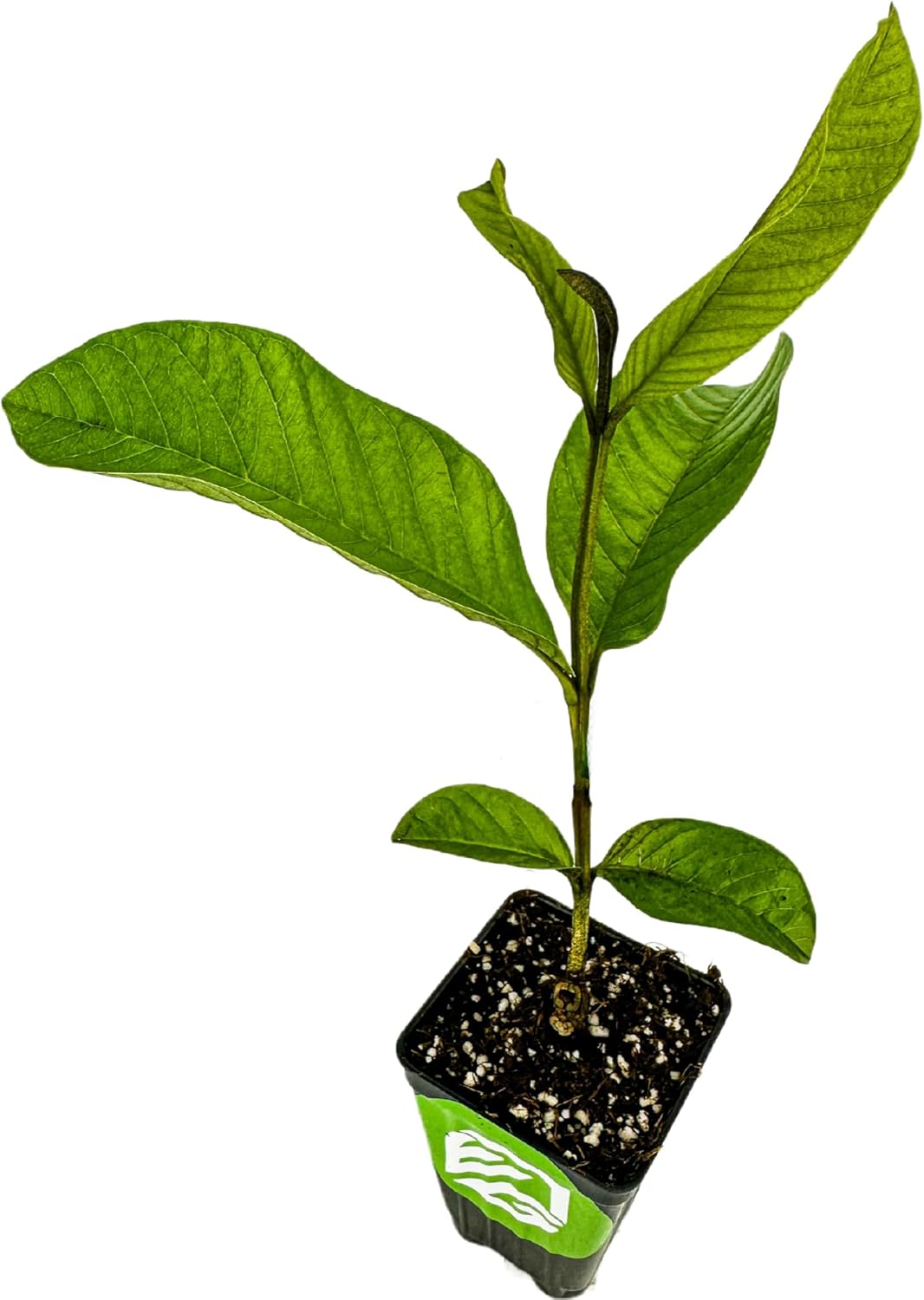 Barbie Pink Guava Tree Live Plant - Psidium guajava by Wellspring Gardens - Tropical Plant Ideal for Gardening and Planting, Fruit Trees Live Plants Outdoor, Grow Delicious Fruit Right at Home