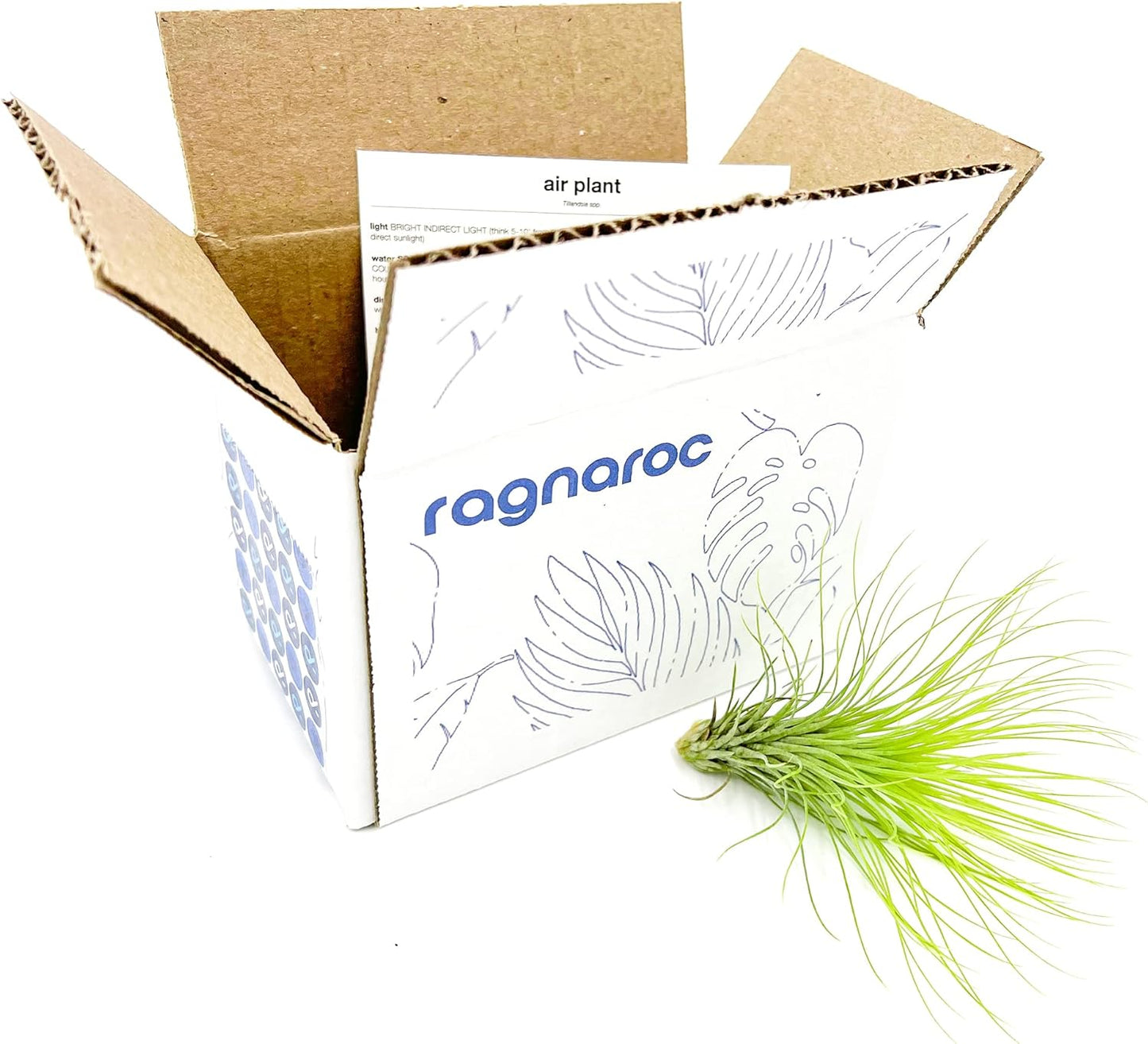 Air Plants - Tillandsia Andreana, Large 4-6" - 1ct - Live Arrival Gauranteed - House Plants for Home Decor & Gift