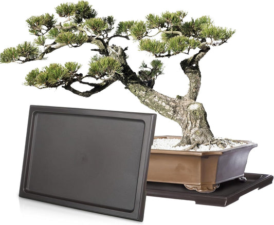 Pinkunn 6 Pcs Bonsai Humidity Tray Drip Tray Plastic Plant Water Catcher Plant Saucers for Indoors and Outdoors Cactus,Succulents,Bonsai Tree,Stone Not Included (11 x 8 Inch)