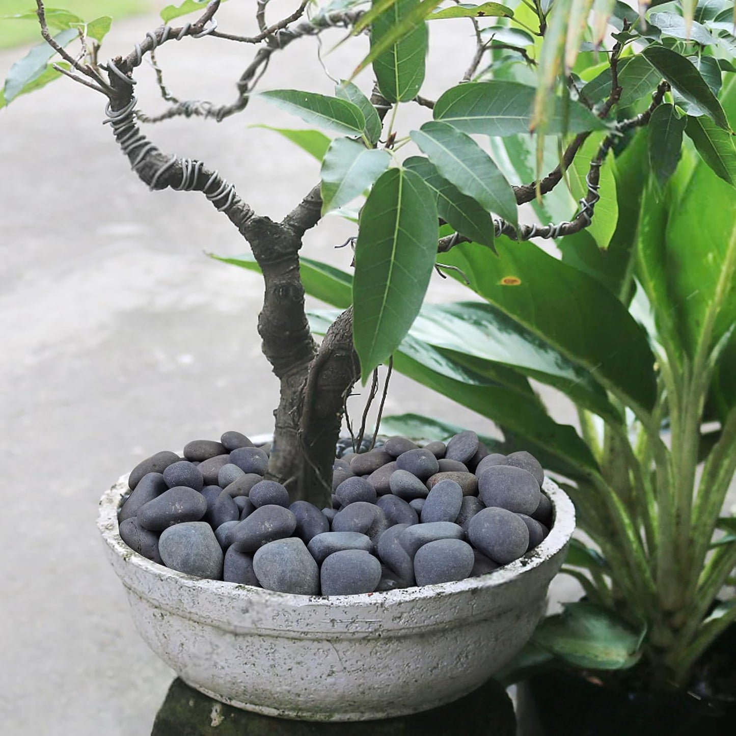 Black River Rocks for Landscaping, 2-3 Inch Natural River Rocks for Garden Beds, Potted Plants, Fish Tanks, DIY Pathway and Backyard Accent, Stones for Crafts, Walkways,(20lbs Bulk)