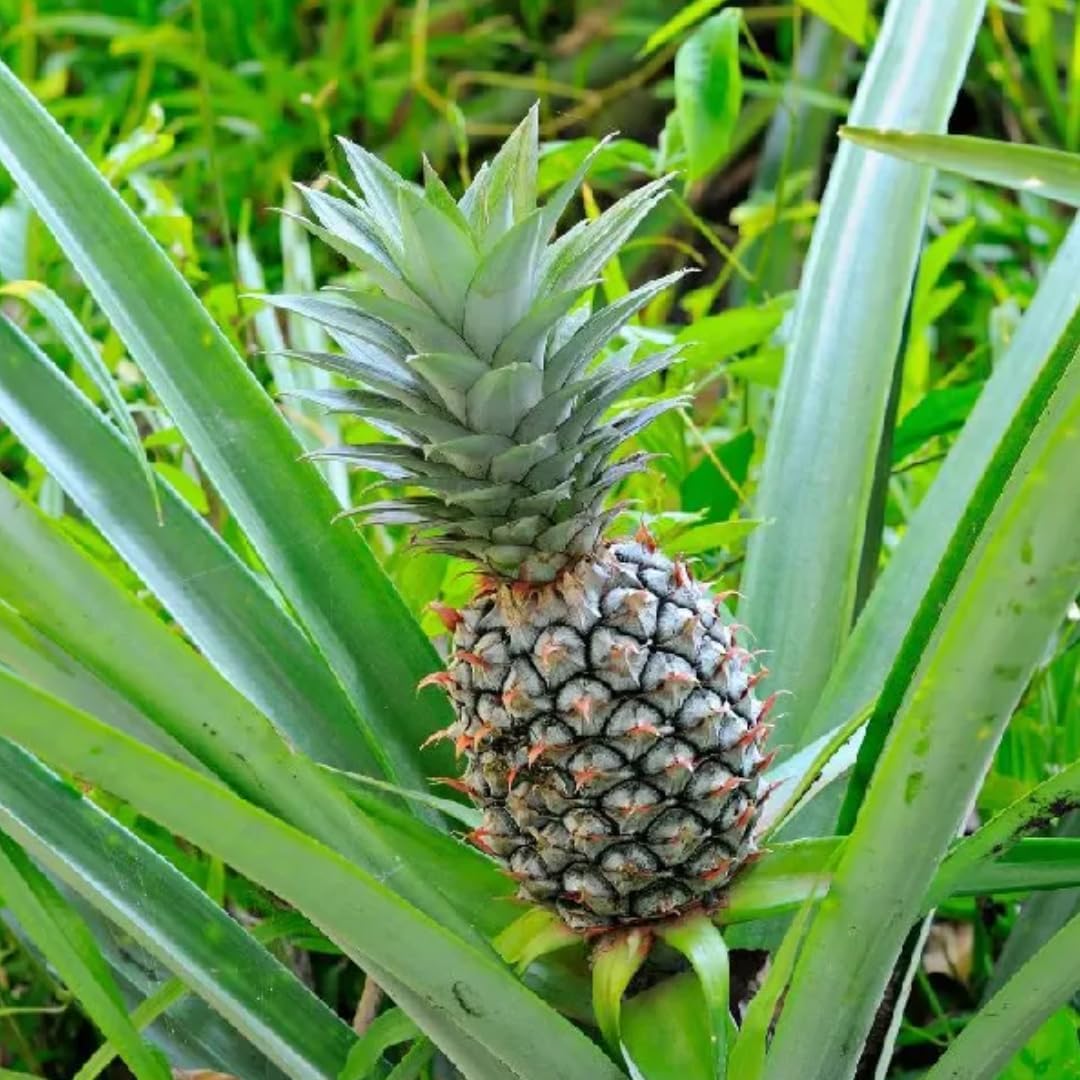 2 White Jade Pineapple Plants Live Bushes Shrubs Trees for Planting Outdoor, Fragrant and Sweet Pineapple, Tropical Fruit, 5 to 7 Inces Tall, No Pot