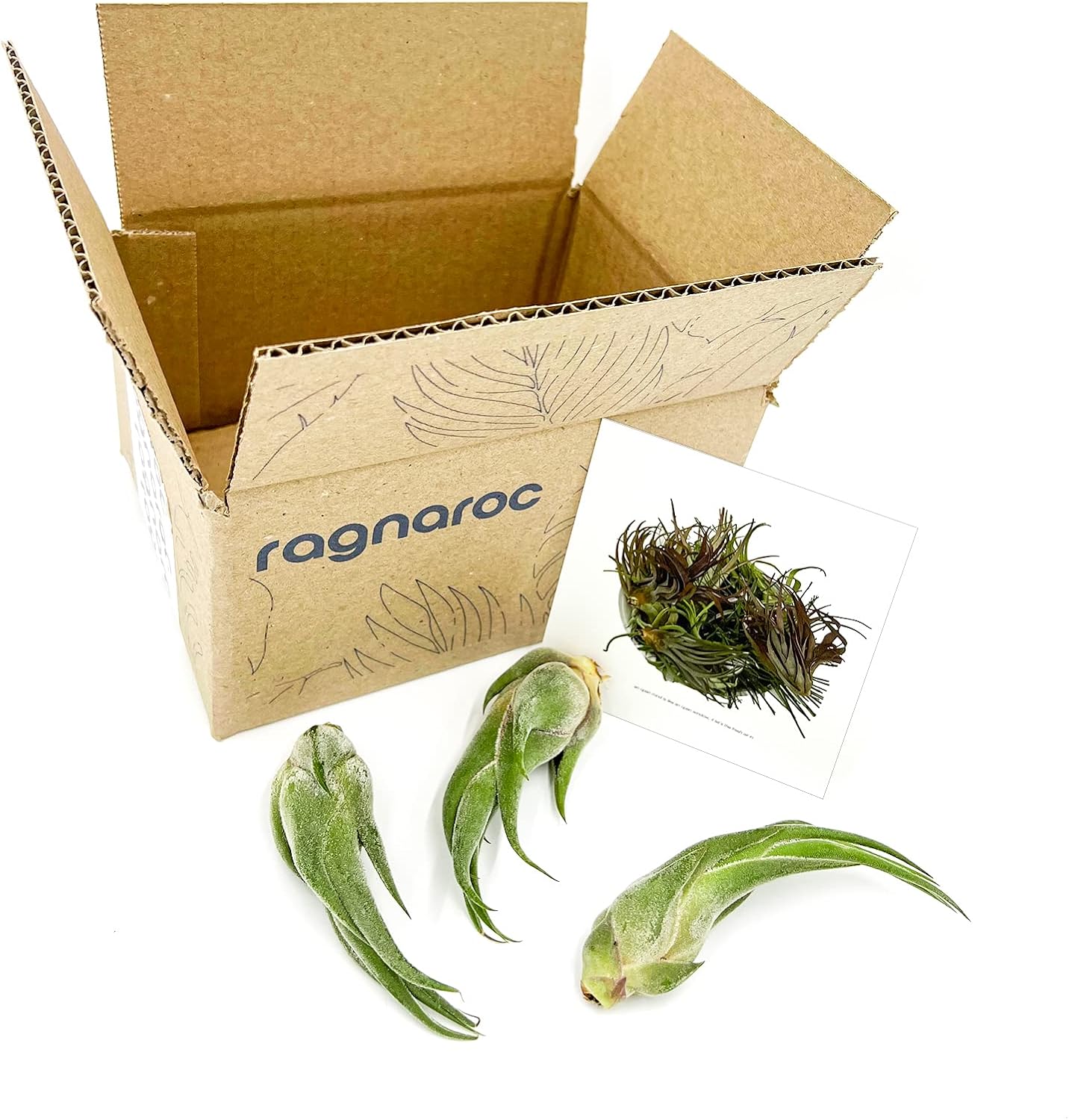 Air Plants - Tillandsia Seleriana, Large 4-6" - 3ct - Live Arrival Guaranteed - House Plants for Home Decor & Gift