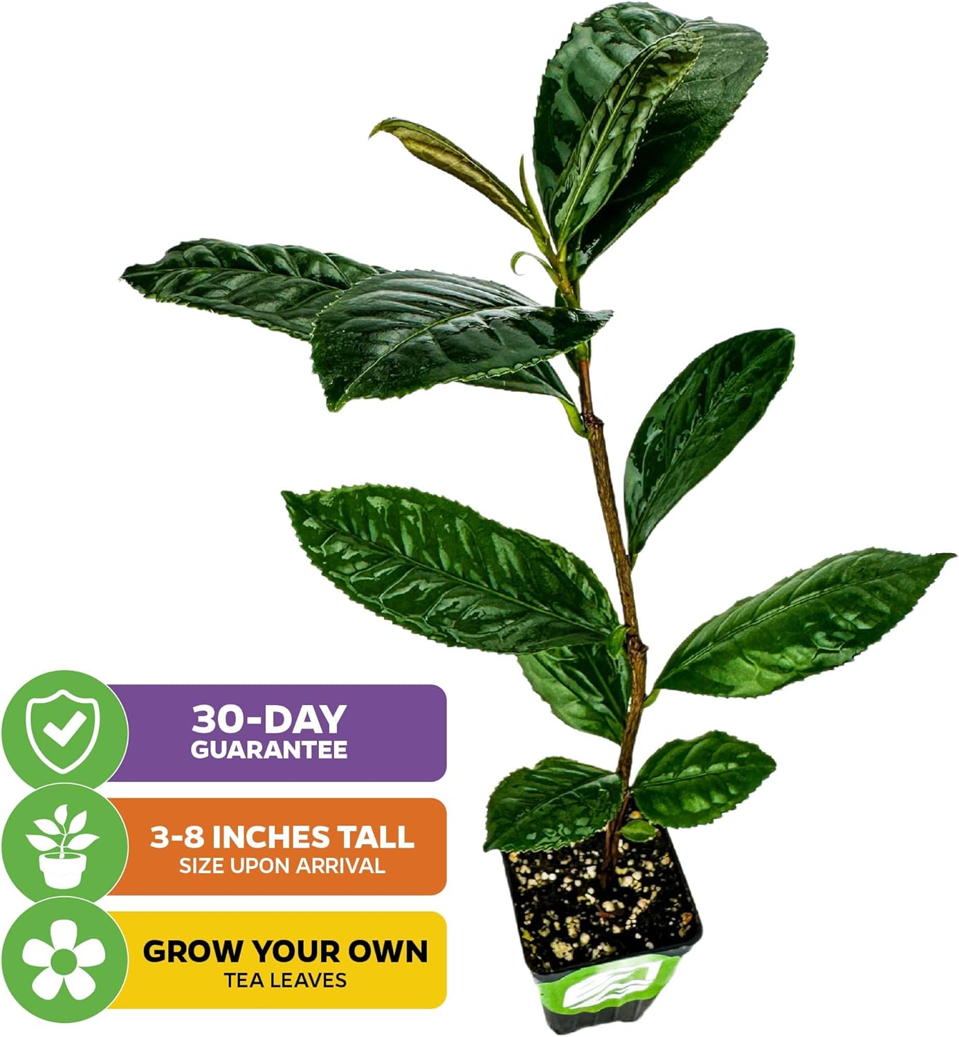 Tea Plant (Green Tea) Live Plant - Camellia sinensis - Wellspring Gardens Starter Plant for Your Indoor or Outdoor Garden