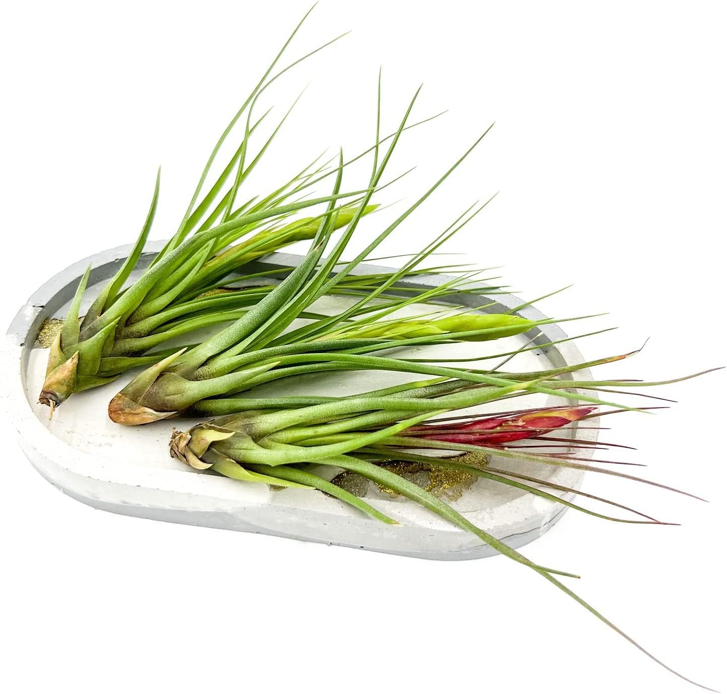 Air Plants - Flowering Tillandsia Melanocrater Tricolor, Large 5" - 5ct - Live Arrival Guaranteed - House Plants for Home Decor & Gift