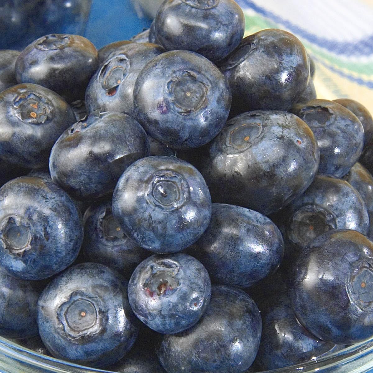 Direct Gardening Patriot Blueberry Bush Starter Plant, 1 per Offer-Can't Ship to CA, GA, MI, OR or WA