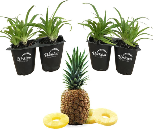 White Jade Pineapple Plant - 4 Live Starter Plants - Ananas Comosus - Edible and Fruit Bearing for Patio and Garden