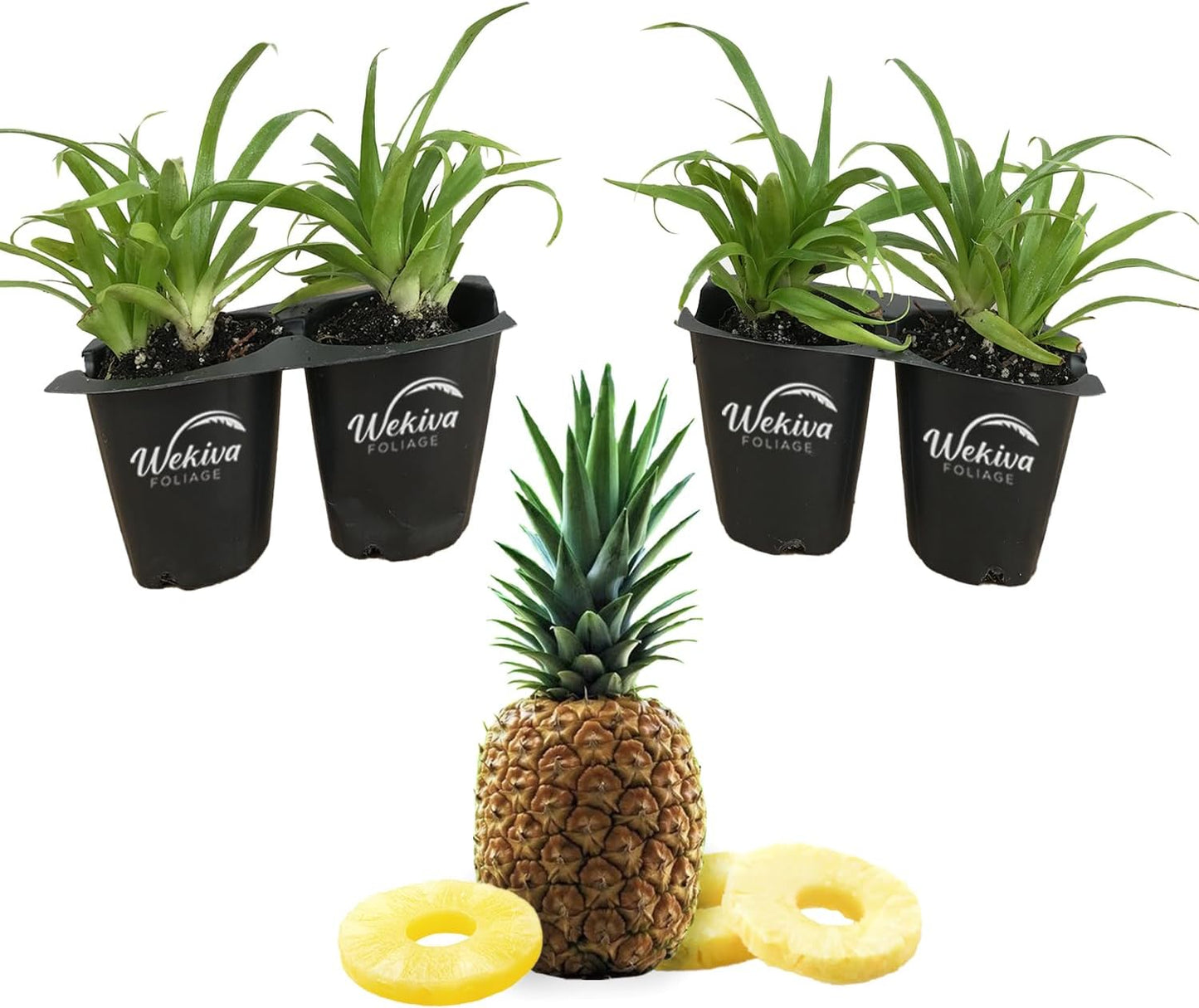 Florida Special Pineapple Plant - 4 Live Starter Plants - Ananas Comosus - Edible and Fruit Bearing for Patio and Garden