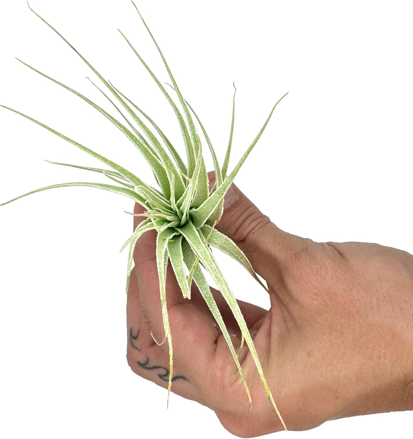 Live Air Plant - Tillandsia Gardneri 5-7” - ragnaroc Rare Collectors Indoor Tropical Plant - Live Arrival Guaranteed - House Plants for Home Decor & Gift
