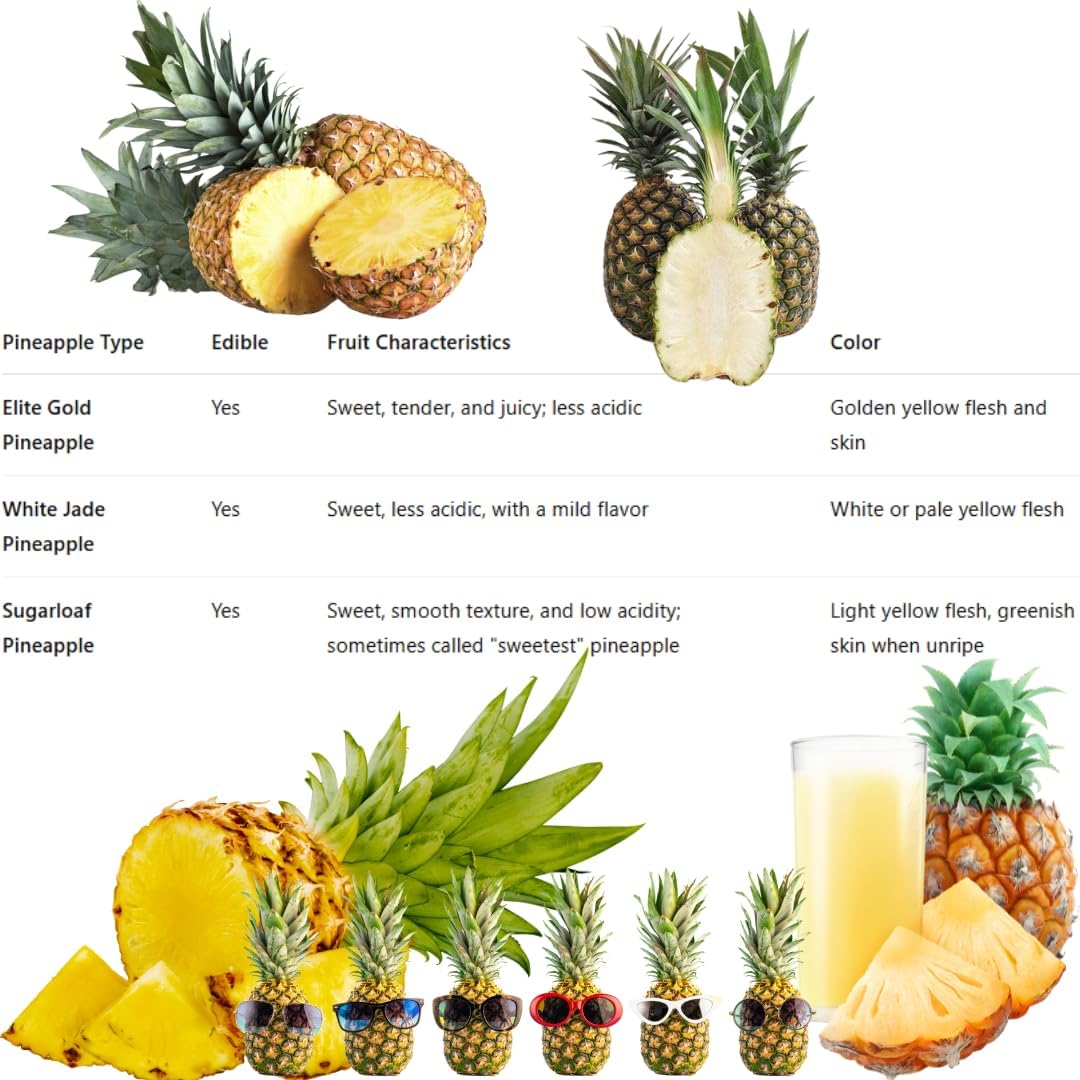 2 White Jade Pineapple Plants Live Bushes Shrubs Trees for Planting Outdoor, Fragrant and Sweet Pineapple, Tropical Fruit, 5 to 7 Inces Tall, No Pot