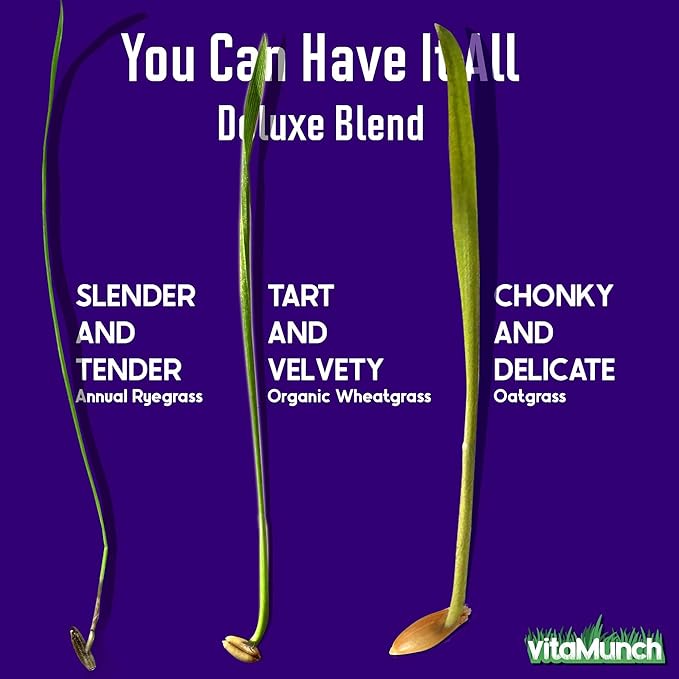 Cat Grass Seeds Deluxe Blend – Tender, Smooth and Chonky – Grows 12 Pots of Fresh Cat Grass for Indoor Cats – Easy & Fast to Grow Small Pack Grows 150 Square inches of Edible cat Grass – Vitamunch