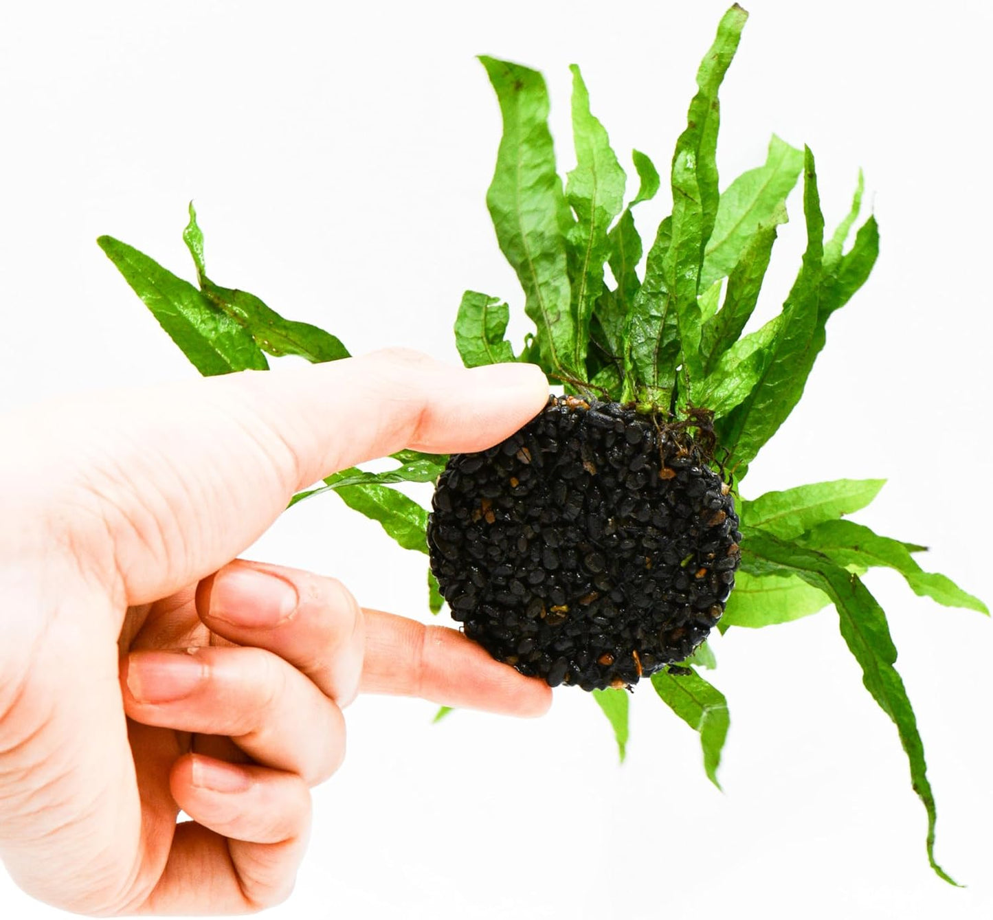 Java Fern Live Aquarium Plants – Windelov, Narrow Leaf & More– Easy Aquascaping Plants for Freshwater Tanks, Low Light, No CO₂ (Java Fern Petite on Nutripad)