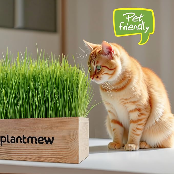 Organic Cat Grass Kit for Indoor Cats - 3 Pack with Cat Grass Seeds, Nutrient Soil & Planter Pots | Complete Growing Set for Fresh Pet Grass (Non-GMO Wheat Grass)