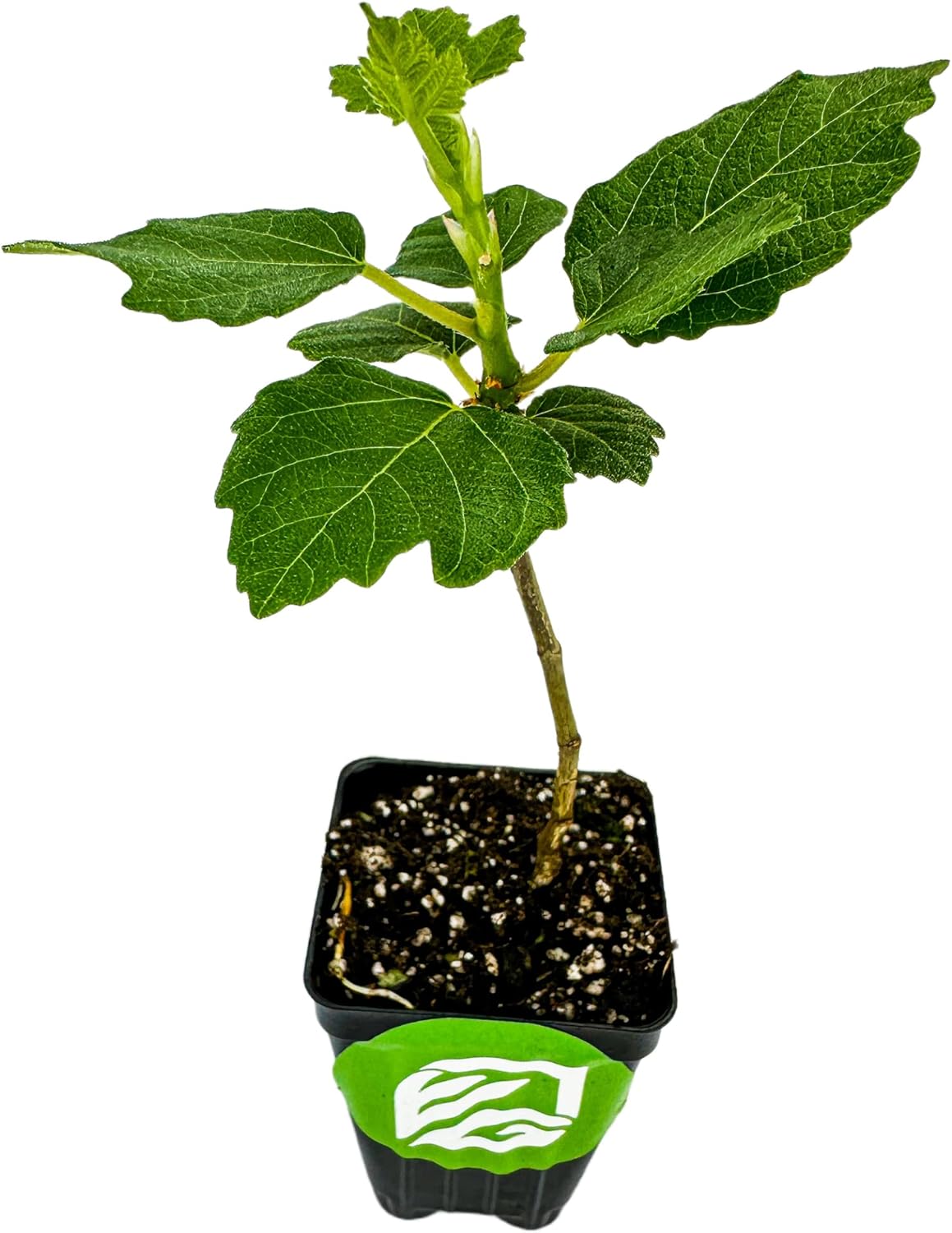 Violette de Bordeaux Fig Tree Live Plant - Ficus carica - Wellspring Gardens - Live Starter Fruit Plant for Your Indoor or Outdoor Garden
