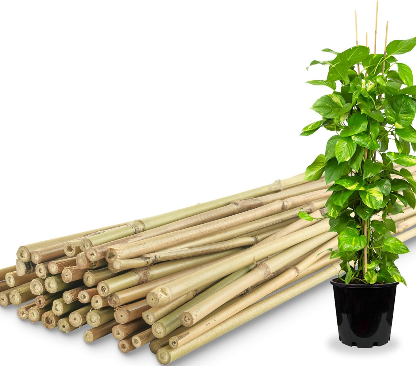 50Pcs / 4ft Bamboo Plant Stakes for Indoor Outdoor Plants, Garden Plant Support Sticks, Poles for Tomato Vegetables Beans Trees Potted Climbing Plants(0.32''-0.4'')