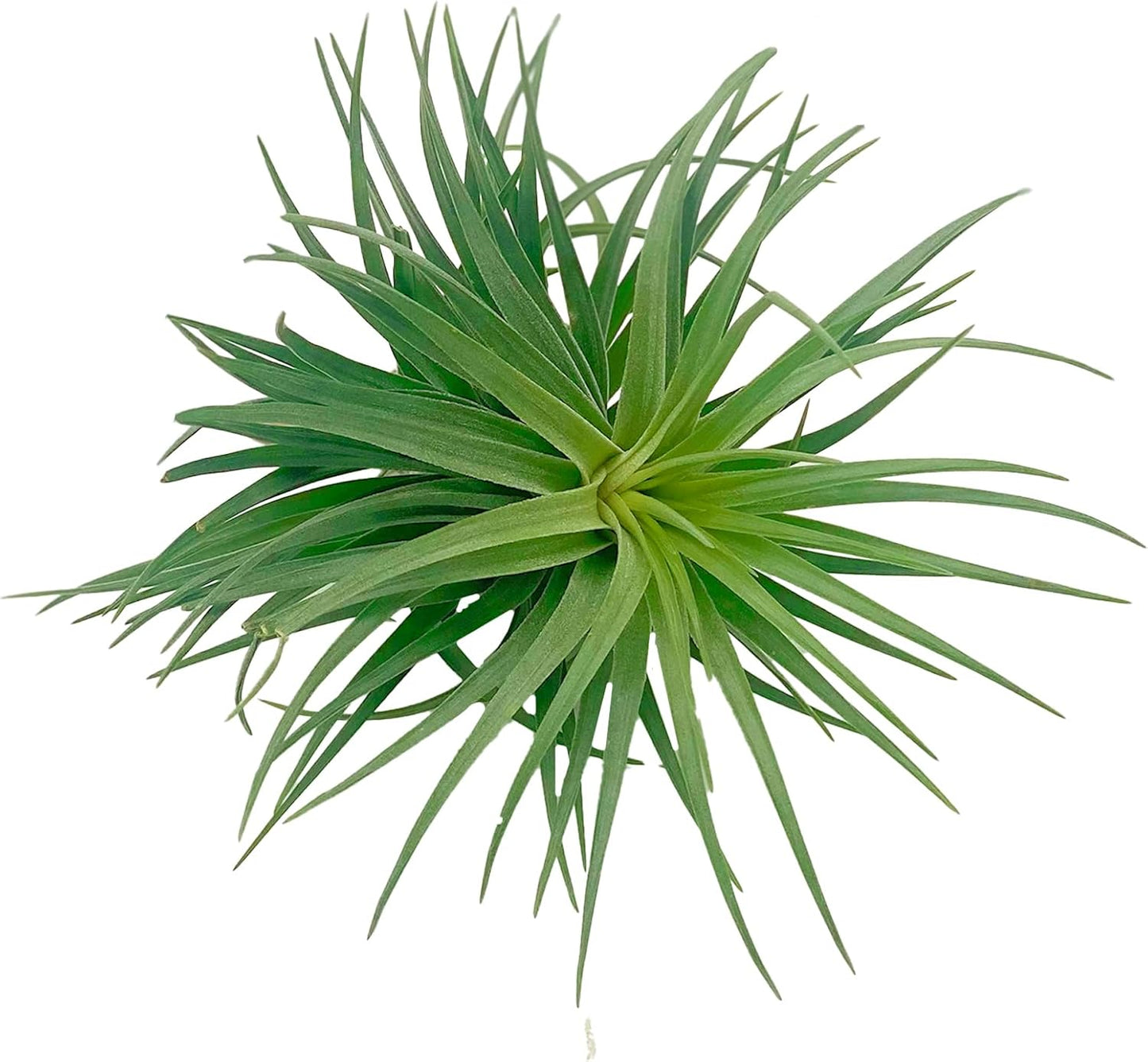 Air Plants - Flowering Tillandsia Pink Paske Large 5" - 3ct - Live Arrival Guaranteed - House Plants for Home Decor & Gift