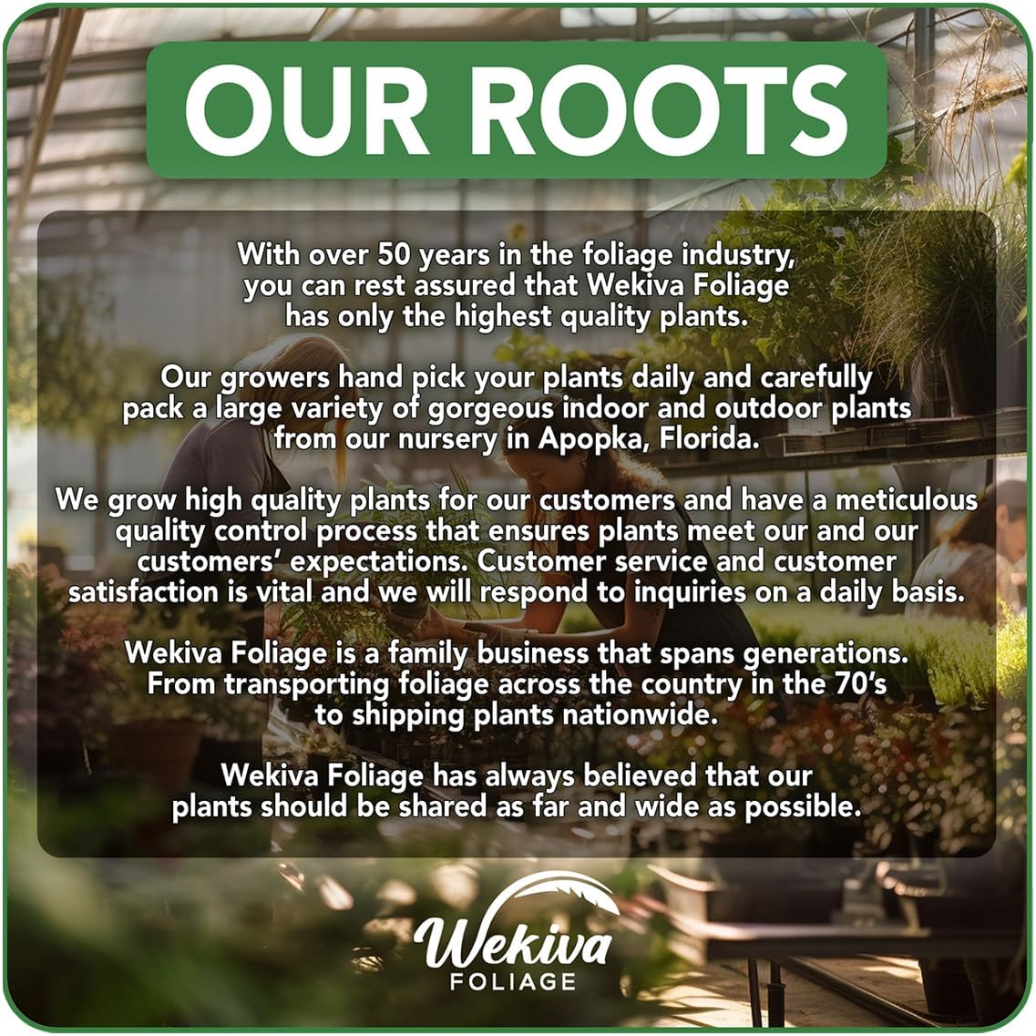 Vanilla Bean Plant - 2 Live Starter Plants - Vanilla Planifolia - Exotic Vining Orchid for Home and Tropical Garden