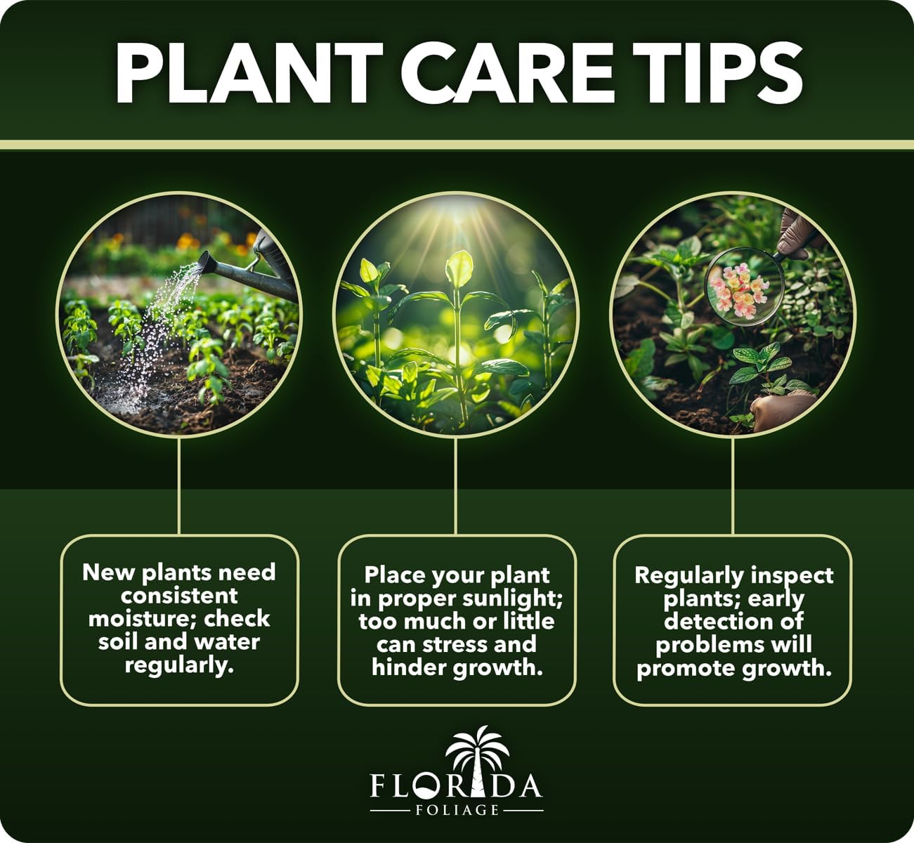 Royal Fern | 3 Live Plants | Osmunda regalis | Decorative Shade-Loving Perennial | Lush Green Foliage for Moist Gardens & Landscapes