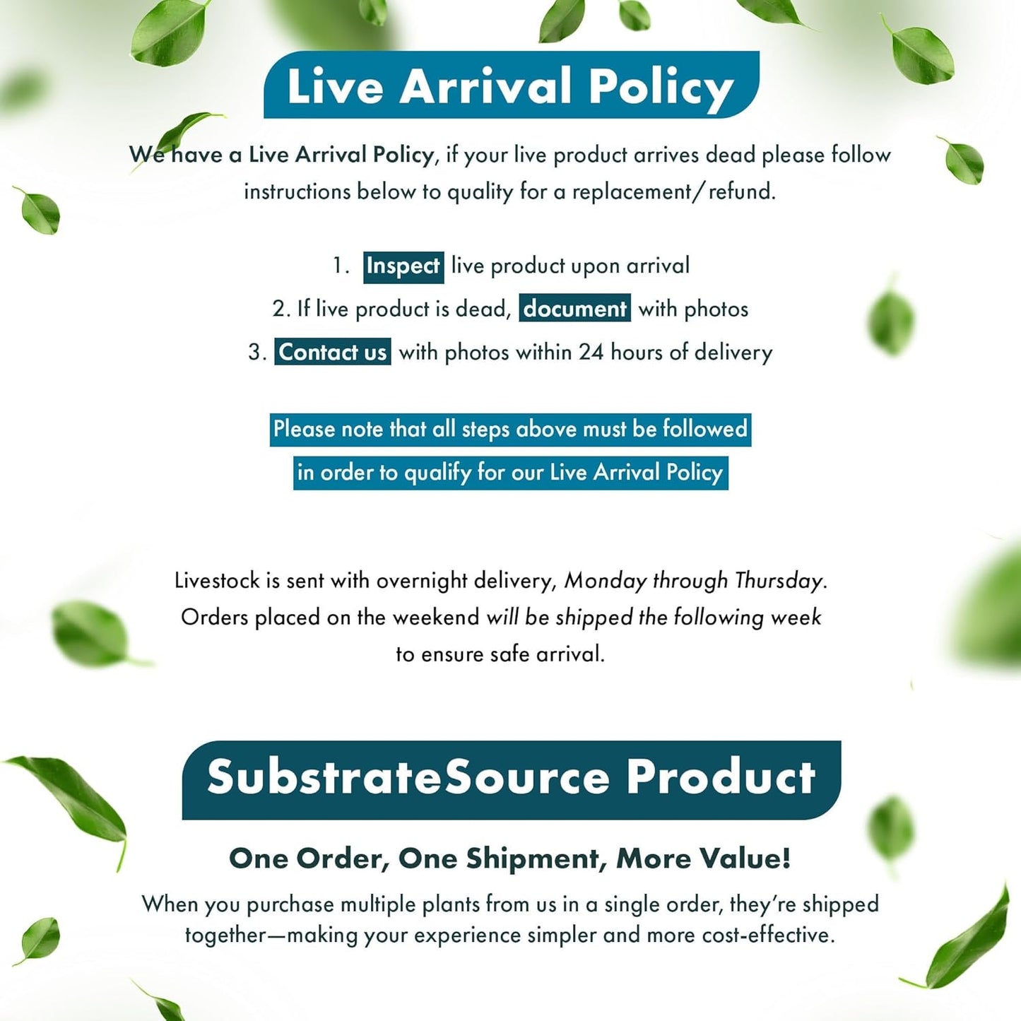 Live Plant - Tall Grass, Corkscrew Vallisneria (Vallisneria Americana 'Contortionist') - Moderate to High Light, Bright Green, Background - Lead Bunch, 4 Pack