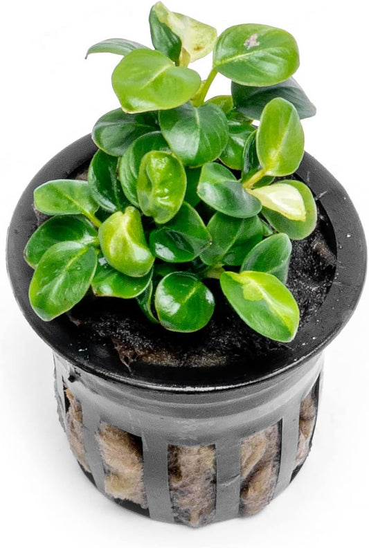 Anubias Live Aquarium Plants - Potted Freshwater Plant for Fish Tanks, Terrariums - Beginner Friendly Low Light (Stardust Mini, 1 Pot)