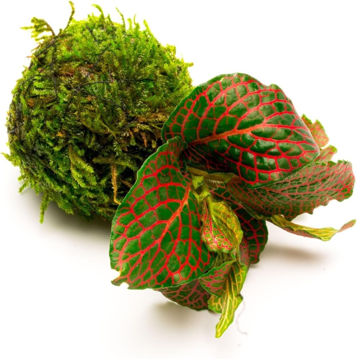 Live Aquarium Plants on Driftwood, Lava Rock, Moss, Fiber Mat - Freshwater Fish Tanks - Easy, Beginner Friendly (Fittonia Albivenis On Clay Moss Ball)